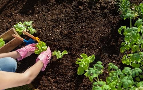 garden-frugal-grow-own-food