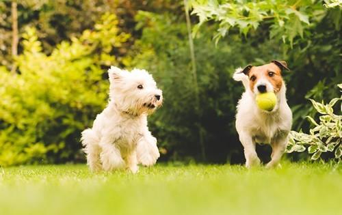 cute-puppies-playing-ball