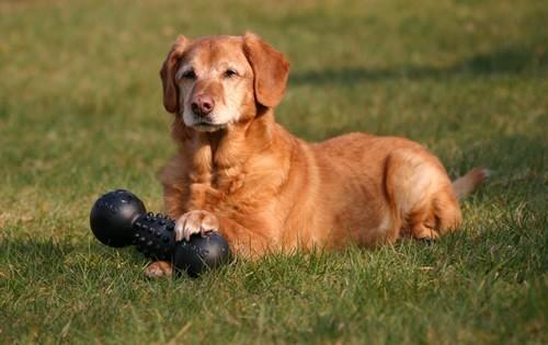 dog-yard-toy