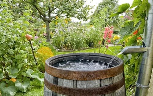 rain-barrel-collect-water